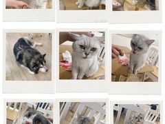 -李小姐の猫咖啡馆(五角场店)