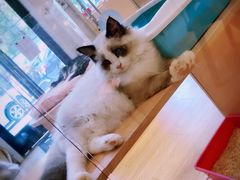 -Pets First伊珊娜洗护·精致美容·家庭式寄养(新会路店)