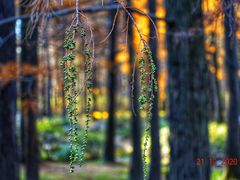 -上海共青森林公园