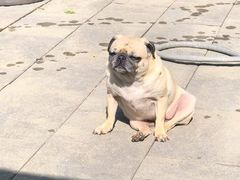 -文昌邓记清补凉(西沙路店)