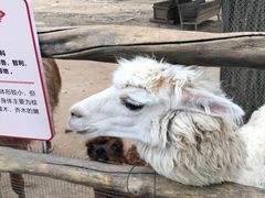 -西安秦岭野生动物园