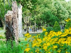 -上海共青森林公园