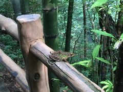 -江西阳明山国家森林公园