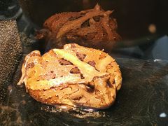 -酷以爬仙阁实体爬宠店·守宫·蜥蜴·专业繁育