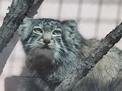 -青藏高原野生动物园