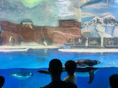 -海合安成都极地海洋公园