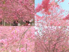 -天适樱花悠乐园