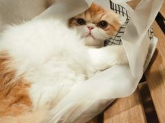-Cappucimeow猫咪咖啡馆(韦伯时代店)