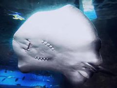 -北戴河圣蓝海洋公园