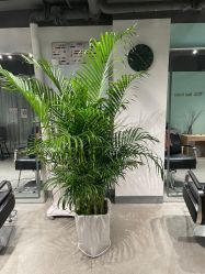 -Will+ Hair Studio