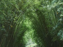 -望江楼公园