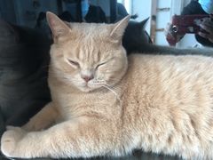 -Catmate·猫肥家润(金润铂宫店)