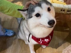 -Husky Go! 哈士奇体验馆·宠物咖啡厅狗咖