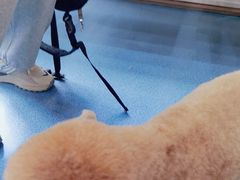 -创凡宠物医院·骨专科  猫科中心(西乡分院)