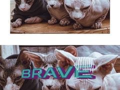 -猫小院猫主题咖啡厅(北锣店)