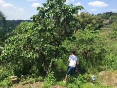 -樱桃山旅游景区