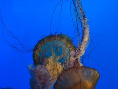 -太平洋海底世界