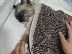 -灵美宠物诊所