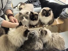 -鼓捣猫呢主题猫咖店