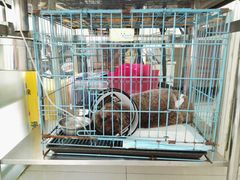 -艾吉宠物医院·疑难杂症转诊中心·猫友好(碧江路院)