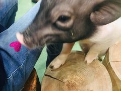 -藦茜花园宠物主题亲子互动体验馆(国顺东路店)