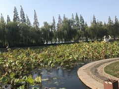 -莱西月湖公园