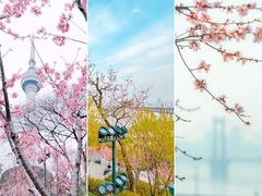 -武汉大学-樱园