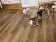 -柴犬小屋·柴餐厅·狗咖食堂(金鼎广场店)