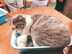 -藦茜花园宠物主题亲子互动体验馆(国顺东路店)