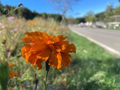 -武陵山森林公园