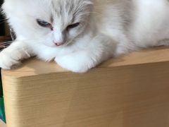 -瞄一喵猫咖(格力海岸店)