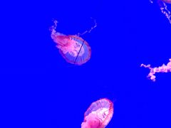-瑞普利水族馆