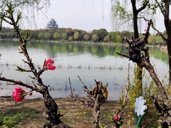 -金鸡湖桃花岛