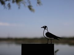 -野鸭湖国家湿地公园