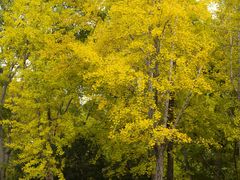 -白塘生态植物园
