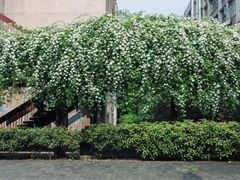 -四川大学(望江校区)