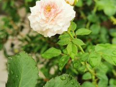 -昆山城市生态森林公园