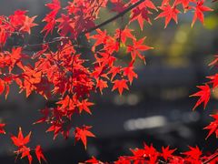 -尚贤河湿地