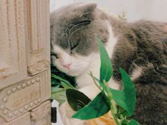 -共舞时光猫咖·狗咖(新街口店)