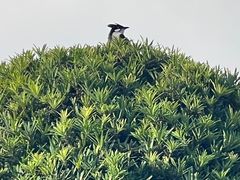 -广州中山纪念堂