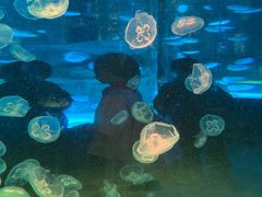 -海合安成都极地海洋公园