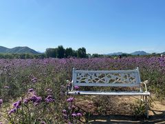 -北京东方普罗旺斯薰衣草庄园