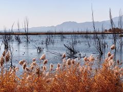 -野鸭湖国家湿地公园