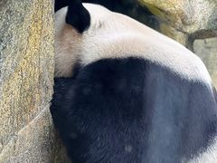 -东莞香市动物园