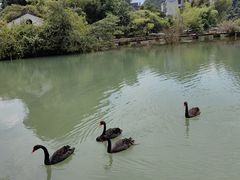 -靖西鹅泉风景区