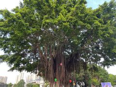 -石炮台公园