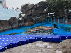-海合安成都极地海洋公园
