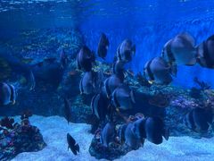 -海合安成都极地海洋公园