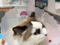 -宠福鑫动物医院(城北分院)