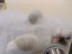 -momokira米努特·德文卷毛猫·棉花面纱犬